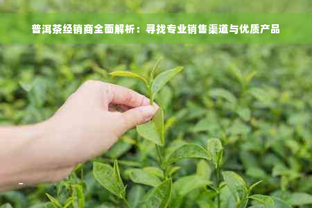 普洱茶经销商全面解析：寻找专业销售渠道与优质产品