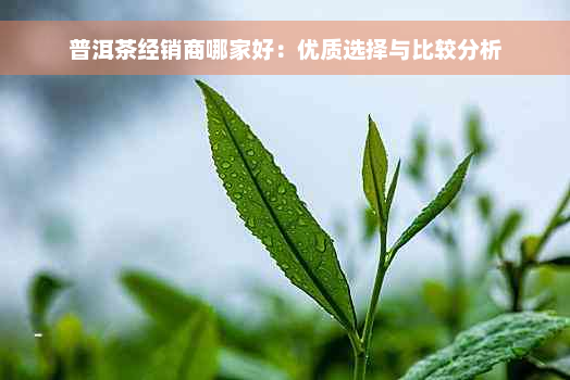 普洱茶经销商哪家好：优质选择与比较分析