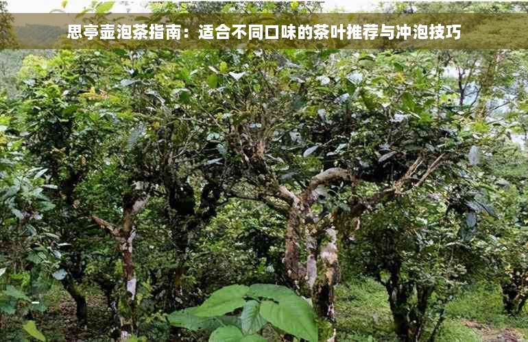 思亭壶泡茶指南：适合不同口味的茶叶推荐与冲泡技巧