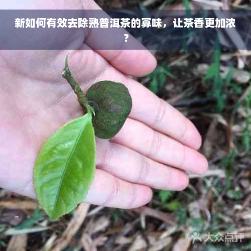 新如何有效去除熟普洱茶的寡味，让茶香更加浓？