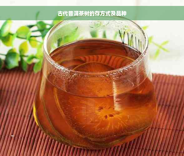 古代普洱茶树的存方式及品种