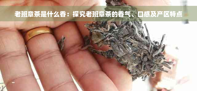 老班章茶是什么香：探究老班章茶的香气、口感及产区特点