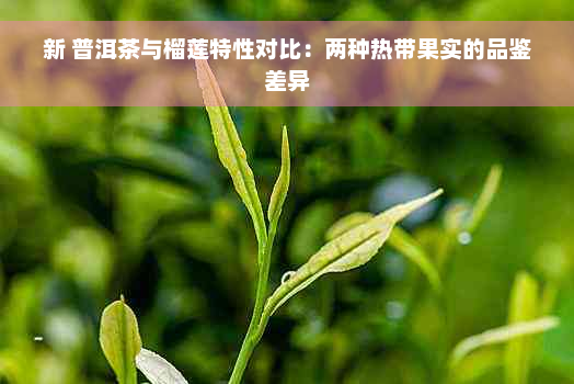 新 普洱茶与榴莲特性对比：两种热带果实的品鉴差异