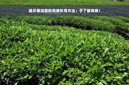 揭示普洱茶的完美饮用方法：于了解真相！