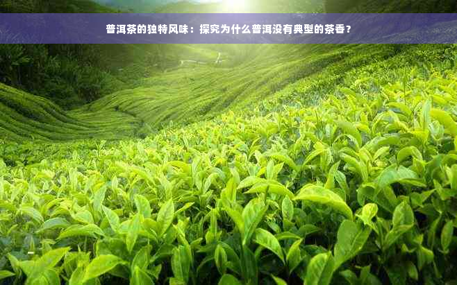 普洱茶的独特风味：探究为什么普洱没有典型的茶香？