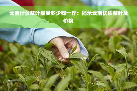 云南什么茶叶最贵多少钱一斤：揭示云南优质茶叶及价格