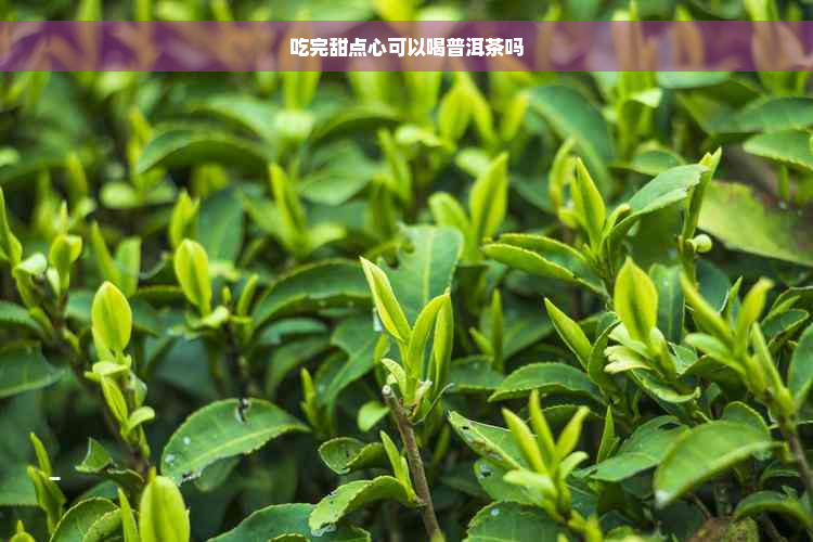 吃完甜点心可以喝普洱茶吗