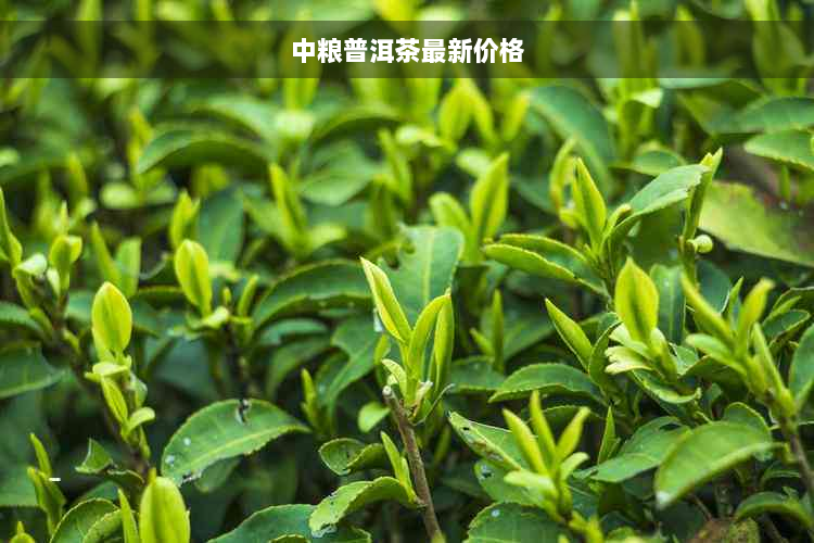 中粮普洱茶最新价格