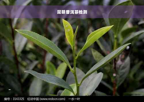 昆明普洱茶检测