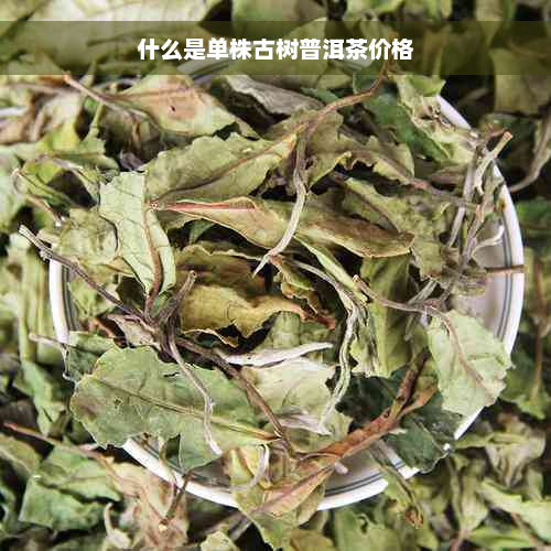 什么是单株古树普洱茶价格