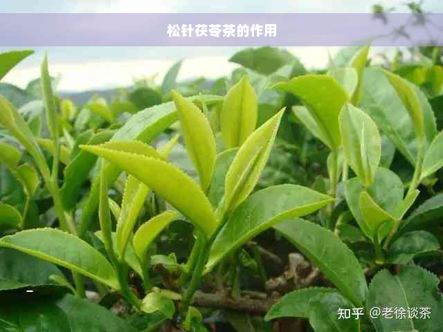 松针茯苓茶的作用