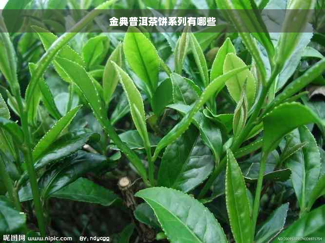 金典普洱茶饼系列有哪些