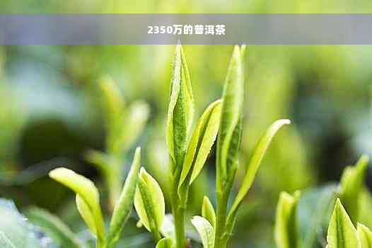 2350万的普洱茶