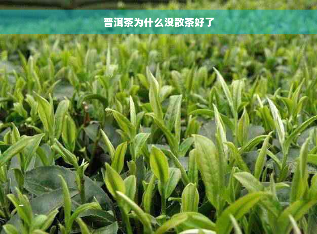 普洱茶为什么没散茶好了