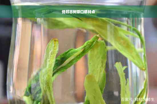 倚邦古树茶口感特点