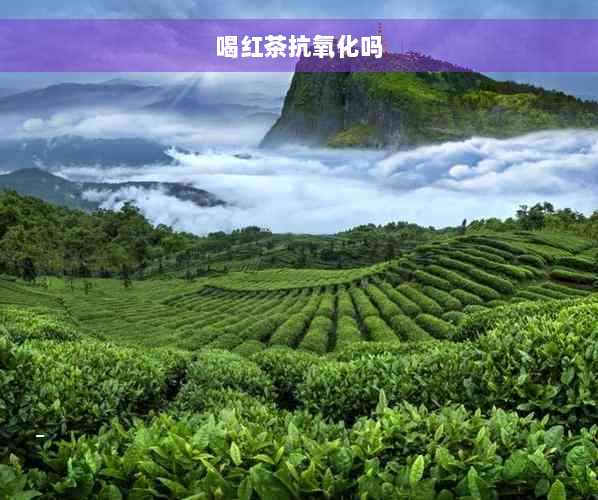 喝红茶抗氧化吗