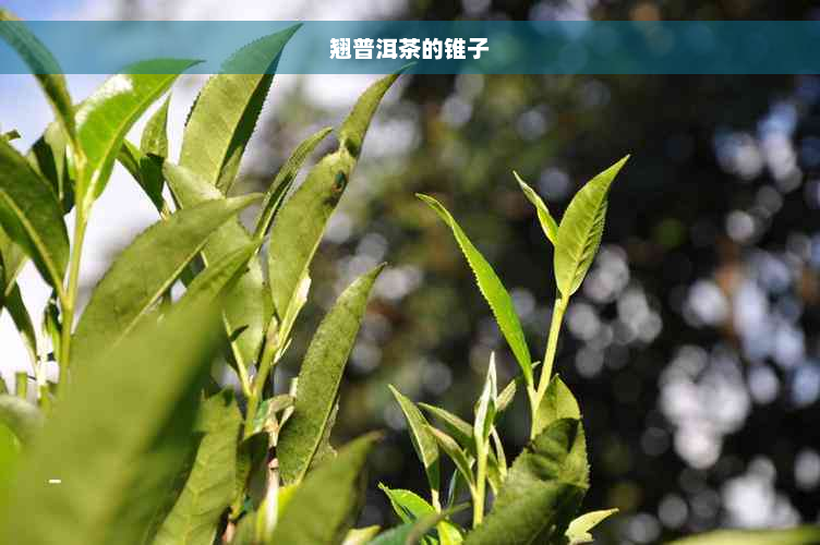 翘普洱茶的锥子