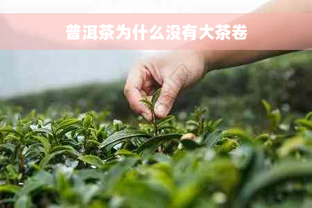 普洱茶为什么没有大茶卷