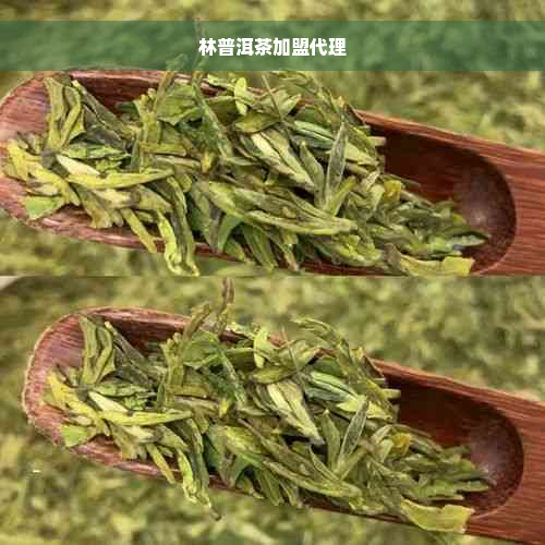 林普洱茶加盟代理