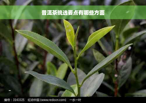 普洱茶挑选要点有哪些方面