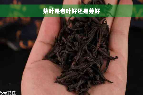 茶叶是老叶好还是芽好