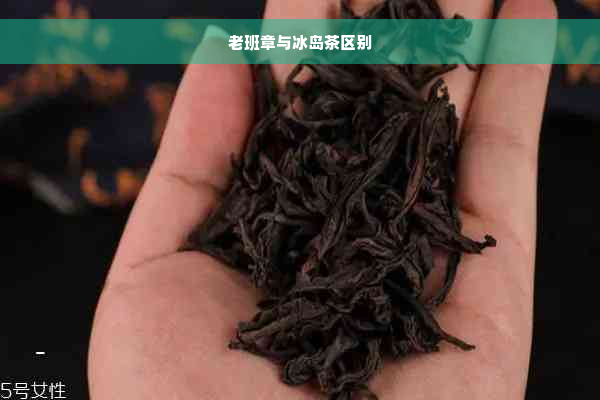 老班章与冰岛茶区别