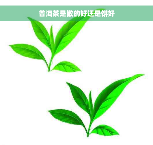 普洱茶是散的好还是饼好