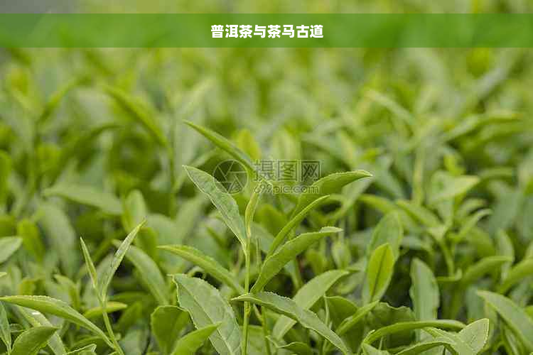 普洱茶与茶马古道