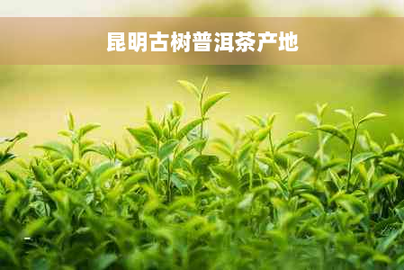 昆明古树普洱茶产地