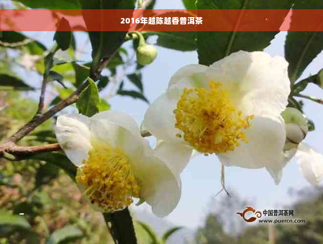 2016年越陈越香普洱茶