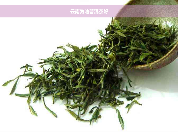 云南为啥普洱茶好