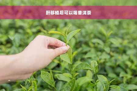 肝移植后可以喝普洱茶