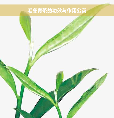 毛冬青茶的功效与作用公英