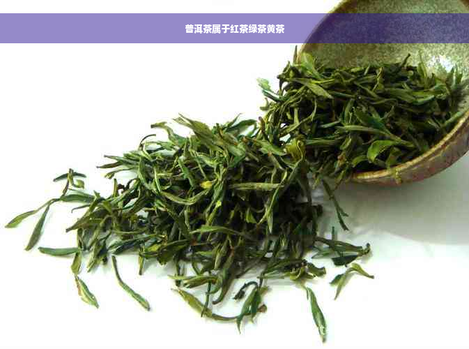 普洱茶属于红茶绿茶黄茶