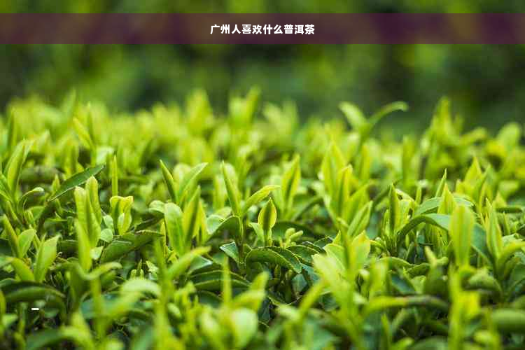 广州人喜欢什么普洱茶