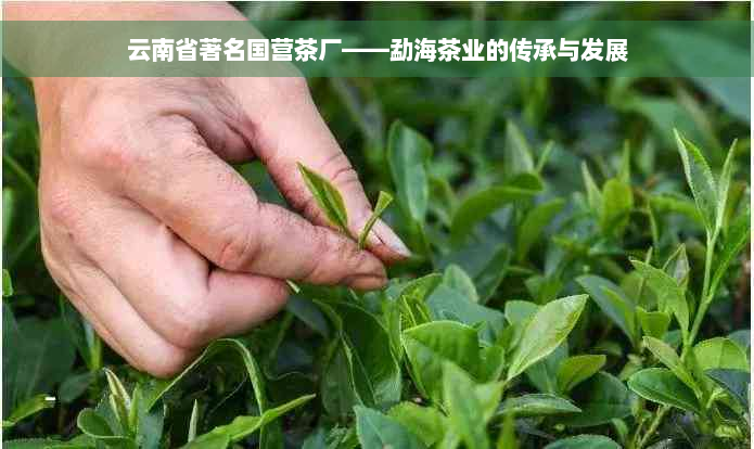 云南省著名国营茶厂——勐海茶业的传承与发展