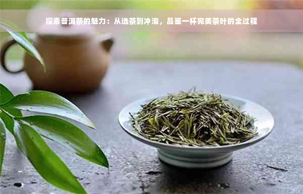 探索普洱茶的魅力：从选茶到冲泡，品鉴一杯完美茶叶的全过程