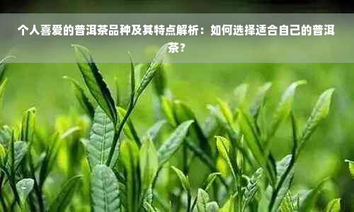 个人喜爱的普洱茶品种及其特点解析：如何选择适合自己的普洱茶？