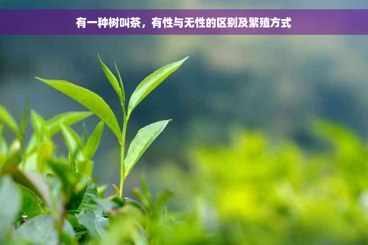 有一种树叫茶，有性与无性的区别及繁殖方式