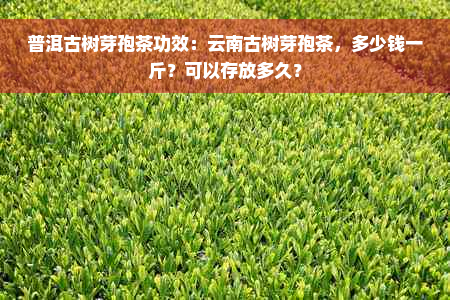 普洱古树芽孢茶功效：云南古树芽孢茶，多少钱一斤？可以存放多久？