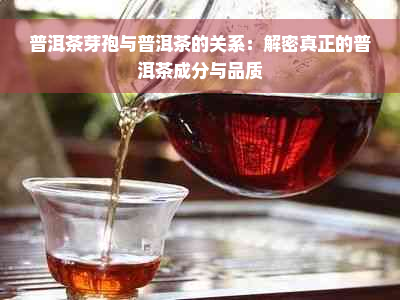 普洱茶芽孢与普洱茶的关系：解密真正的普洱茶成分与品质