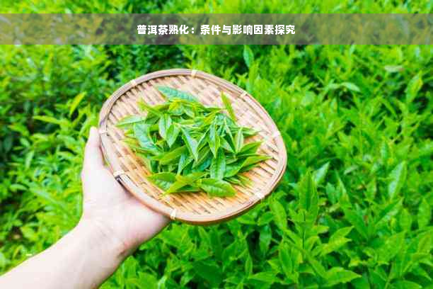 普洱茶熟化：条件与影响因素探究