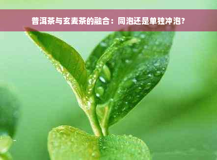 普洱茶与玄麦茶的融合：同泡还是单独冲泡？