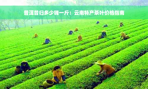 普洱昔归多少钱一斤：云南特产茶叶价格指南