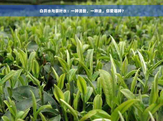 白开水与茶叶水：一种清新，一种浓，你爱哪种？