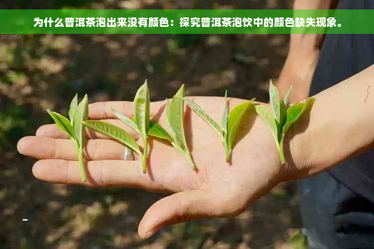 为什么普洱茶泡出来没有颜色：探究普洱茶泡饮中的颜色缺失现象。