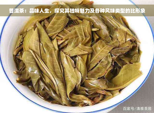 普洱茶：品味人生，探究其独特魅力及各种风味类型的比形象