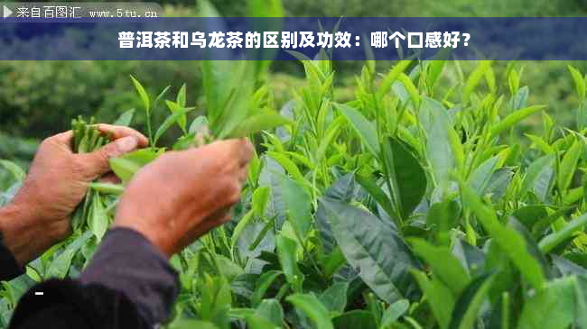 普洱茶和乌龙茶的区别及功效：哪个口感好？