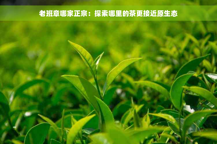 老班章哪家正宗：探索哪里的茶更接近原生态