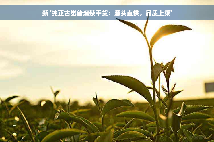 新 '纯正古觉普洱茶干货：源头直供，品质上乘'